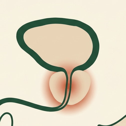 The Prostate