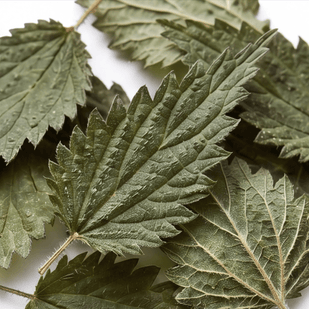 Stinging Nettle Leaf. 50 mg.